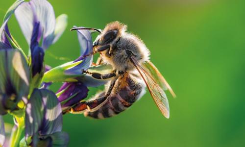 The-Basic-Anatomy-of-the-Honeybee