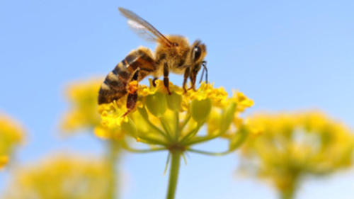 honeybee-epigenetics-1280x720